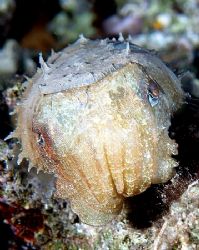 Small cuttlefish taken at Sharksbay with E300. by Nikki Van Veelen 